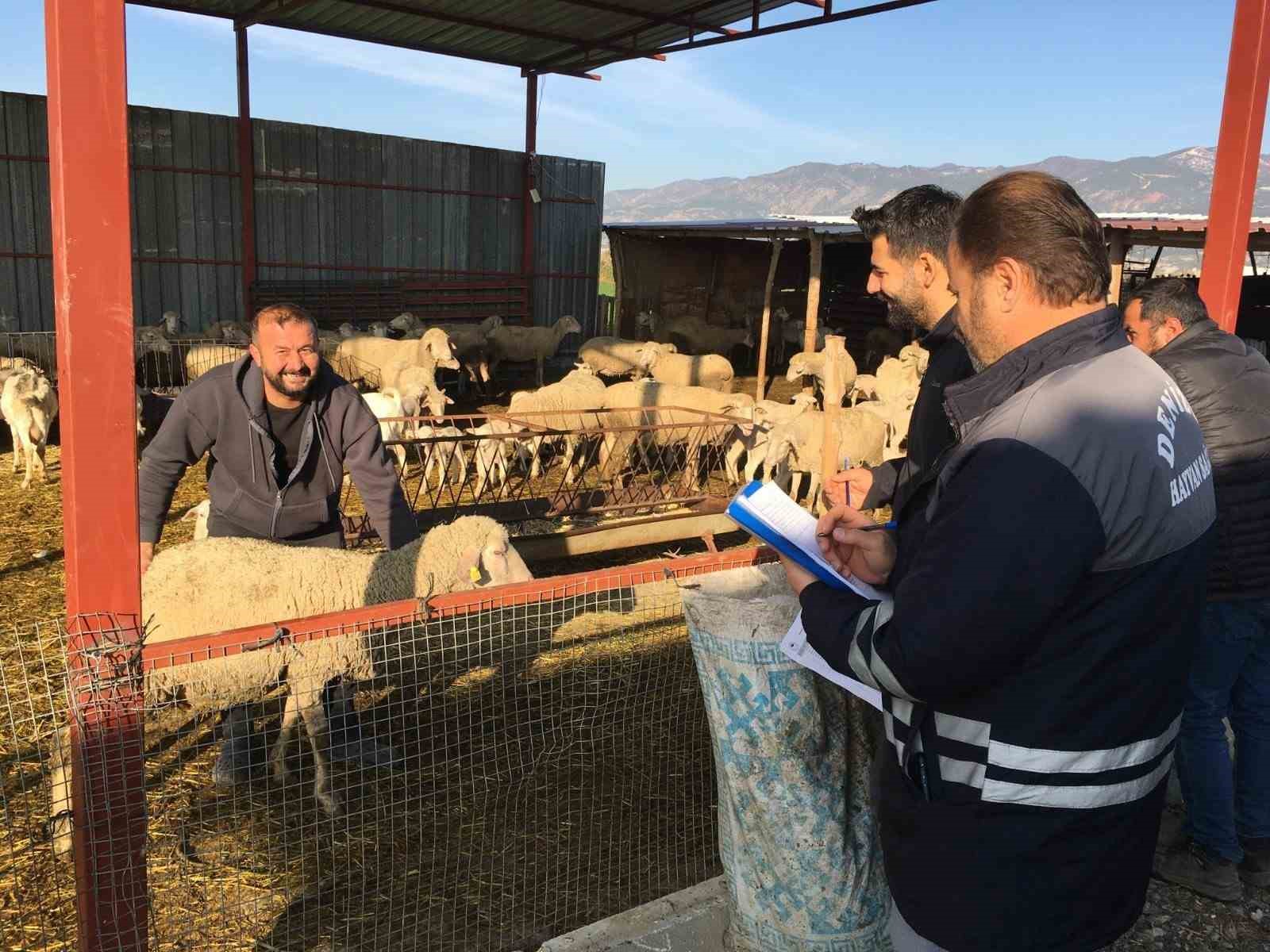 Denizli hayvancılığında sağlık, üretim ve güç bir arada