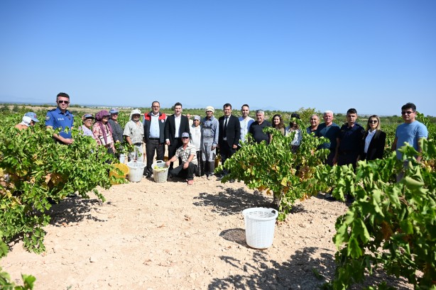 Bekilli Üzüm Festivali ve Bağ Kültürü Rehberi